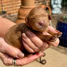 Jenson- black collar boy - Red  male Goldendoodle puppy in Midlothian, Texas from Gray Doodles