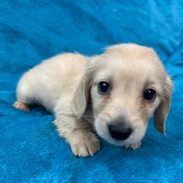 Potato - Cream male Dachshund puppy in Memphis, Tennessee from River City Doxies