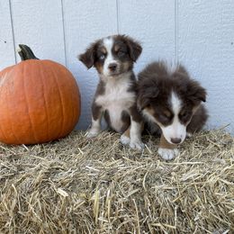 Miniature Australian Shepherd Puppies from Wild Outlaw Aussies