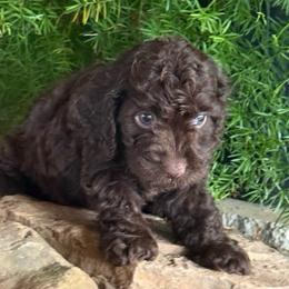 Truffles - Chocolate male Havapoo puppy in Lancaster, South Carolina from 3 Bs Havanese-PUPPIES with  PURPOSE