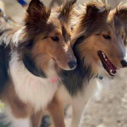 Shetland Sheepdog Puppies from Southern Charm Sheltie’s