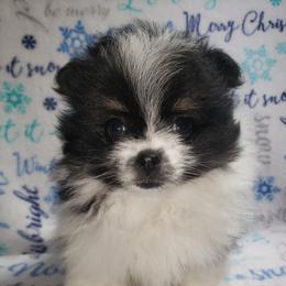Genevieve - Black and tan parti female Pomeranian puppy in Weatherford, Texas from Jeweled Poms