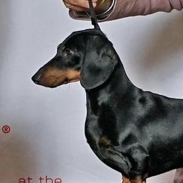 Preston - Dachshund