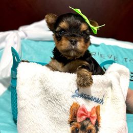 Bright Green - Blue and gold male Yorkshire Terrier puppy in Milton, Florida from Sassenach Yorkie Kennels