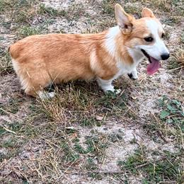 Pembroke Welsh Corgi Puppies from Schott’s Country Corgis