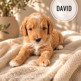 David - Apricot male Golden Aussiedoodle puppy in Hyrum, Utah from Goldendoodledoo Farms