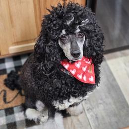 Delilah - Poodle