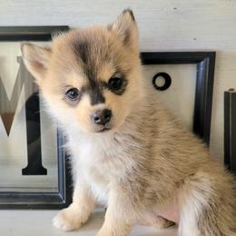 Parsnip - Tri-color female Pomsky puppy in Sand Coulee, Montana from Big Sky Pomskies