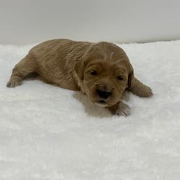 Marina - Apricot female Goldendoodle puppy in Kenansville, North Carolina from J+A Family Doodles