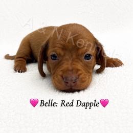 Belle - Dapple female Dachshund puppy in Brandon, Mississippi from A & N Kennel’s Mini Dachshunds