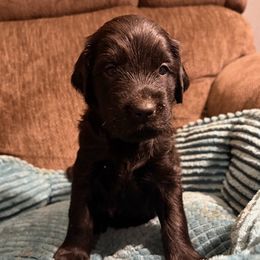 Amethyst - Black female Flat-Coated Retriever puppy in Saxapahaw, North Carolina from Banquo