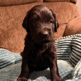 Amethyst - Black female Flat-Coated Retriever puppy in Saxapahaw, North Carolina from Banquo