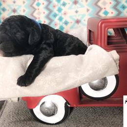 Poodle Puppies from Myers Family Standard Poodles
