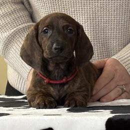 Red Collar Boy - Brindle male Dachshund puppy in Baltimore, Maryland from Passport Dachshunds