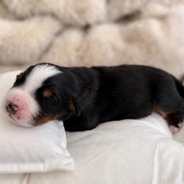 Moose - Tri-color male Bernese Mountain Dog puppy in Anthem, Arizona from Maples Arizona Bernese Mountain Dogd