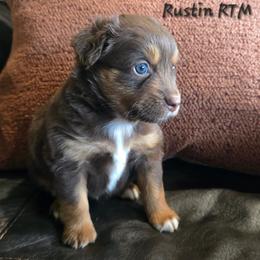 Rustin - Red tri male Miniature Australian Shepherd puppy in Paris, Texas from Blue Envy Mini Aussies