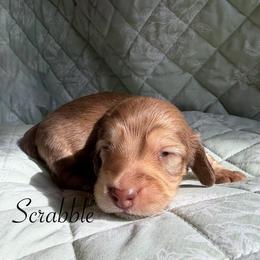 Scrabble - Cream male Dachshund puppy in Michigan from Hidden Haven Dachshunds