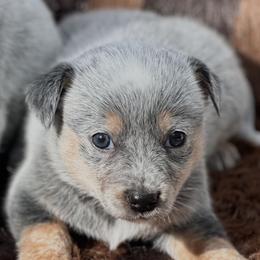 No mask girl, number two - Blue speckled female Australian Cattle Dog puppy in Kalispell, Montana from BTR Australian Cattle Dogs