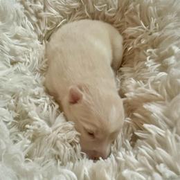 Orion - White male Pomsky puppy in Titusville, Florida from River Enz Pomskies