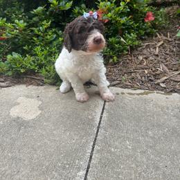 Koch - Chocolate female Goldendoodle puppy in Camden, North Carolina from Oopsie Doodles of NC