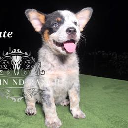 Slate - Blue male Australian Cattle Dog puppy in Silsbee, Texas from Rockin ND Ranch