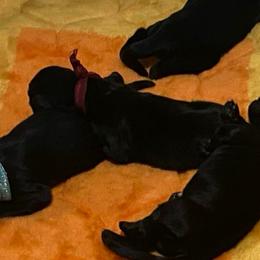 Rock - Lavine - Maroon - Black male Flat-Coated Retriever puppy in Park Rapids, Minnesota from Catori