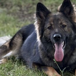 German Shepherds from Astral Kennels