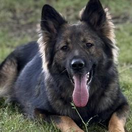 German Shepherds from Astral Kennels