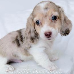 Lane - Dapple male Dachshund puppy in Richmond, Virginia from Irresistible Dachshunds & Cavaliers