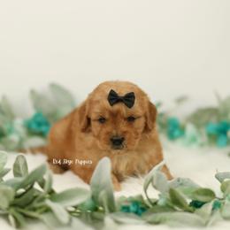 Cinnamon (Black Collar) - Red male Cavapoo puppy in Republic, Missouri from Red Skye Puppies