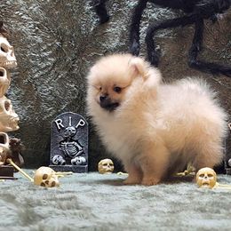 "Max" - Cream sable Pomeranian puppy in Three Rivers, California from Mountain Mama's Poms