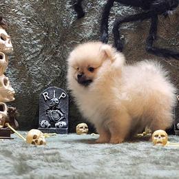 "Max" - Cream sable Pomeranian puppy in Three Rivers, California from Mountain Mama's Poms