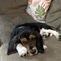 Basset Hound and Collie Puppies from Collegiate Bassets and Rheign Collies