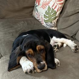 Basset Hound and Collie Puppies from Collegiate Bassets and Rheign Collies