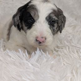Aussiedoodle, Bernedoodle, Cavapoo, Goldendoodle, Poodle, and Sheepadoodle Puppies from Southern Utah Doodles & Poodles