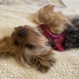 Callie - Yorkshire Terrier