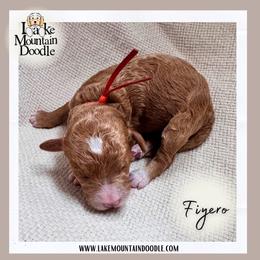 Fiyero - Caramel red male Australian Labradoodle puppy in Eagle Mountain, Utah from Lake Mountain Doodle