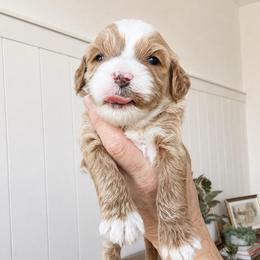 Hazel - Apricot female Goldendoodle puppy in Gilbert, Arizona from Doodle Bliss