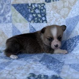 Remi - Red female Pembroke Welsh Corgi puppy in Hope, Arkansas from Foxy Knoll Farm