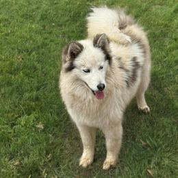 Gina - Blue female Pomsky puppy in Bucyrus, Missouri from Hill Top Pomskies
