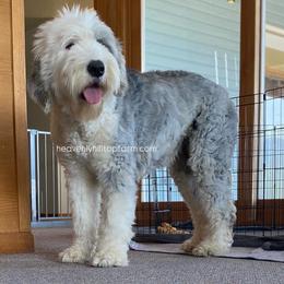 ROSIE - Old English Sheepdog