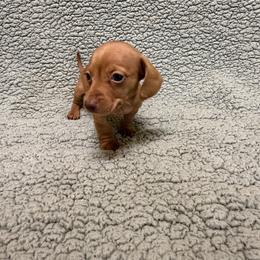 Biscuit - Red male Dachshund puppy in Pollok, Texas from Magnolia Kennels