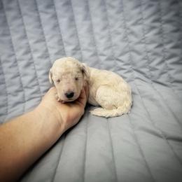 Dahlia - Cream female Labradoodle puppy in Kingman, Arizona from The Dood Ranch