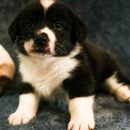 American Corgi, Cardigan Welsh Corgi, and Pembroke Welsh Corgi Puppies from Cal Beach Corgis