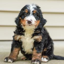 Henderson - Tri-color male Bernedoodle puppy in Dundee, Ohio from Down Home Doodle