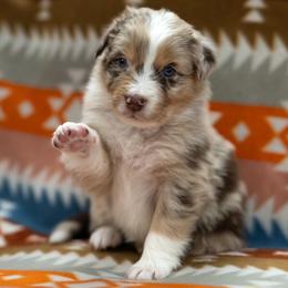 Rajah - Red merle male Australian Shepherd puppy in Lakewood, Colorado from Skyray Aussies