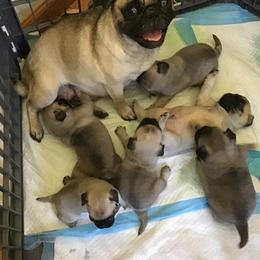 Khloe - Pug