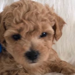 Goldendoodles and Maltipoos from Blue Ranch Puppies