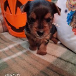 Peter - Black and gold male Yorkshire Terrier puppy in Yadkinville, North Carolina from Yadkinyorkies&Morkies