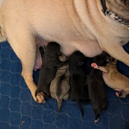 Chinese Crested and Pug Puppies from Charming Cresteds Kennel